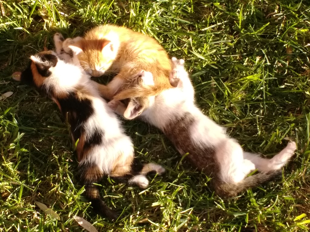 A cat and her kittens in Marrakech
