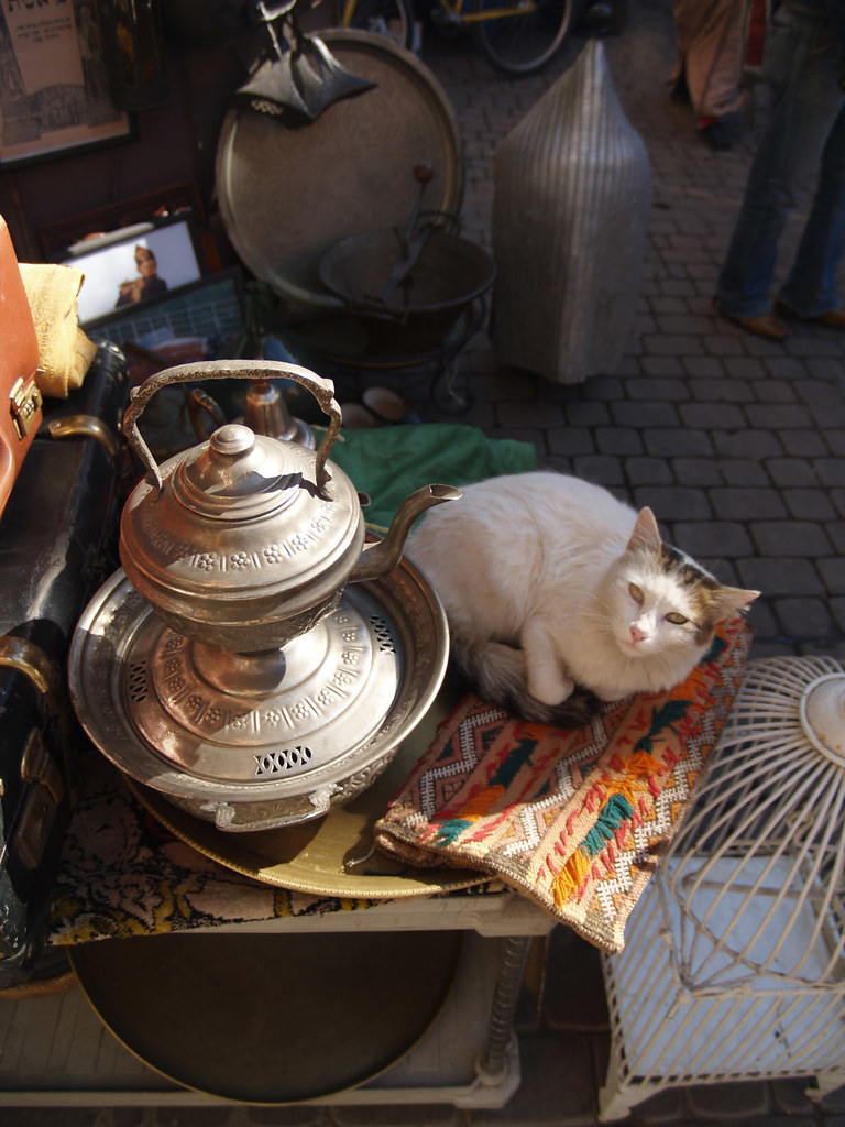 A cat in the souk of Marrakech