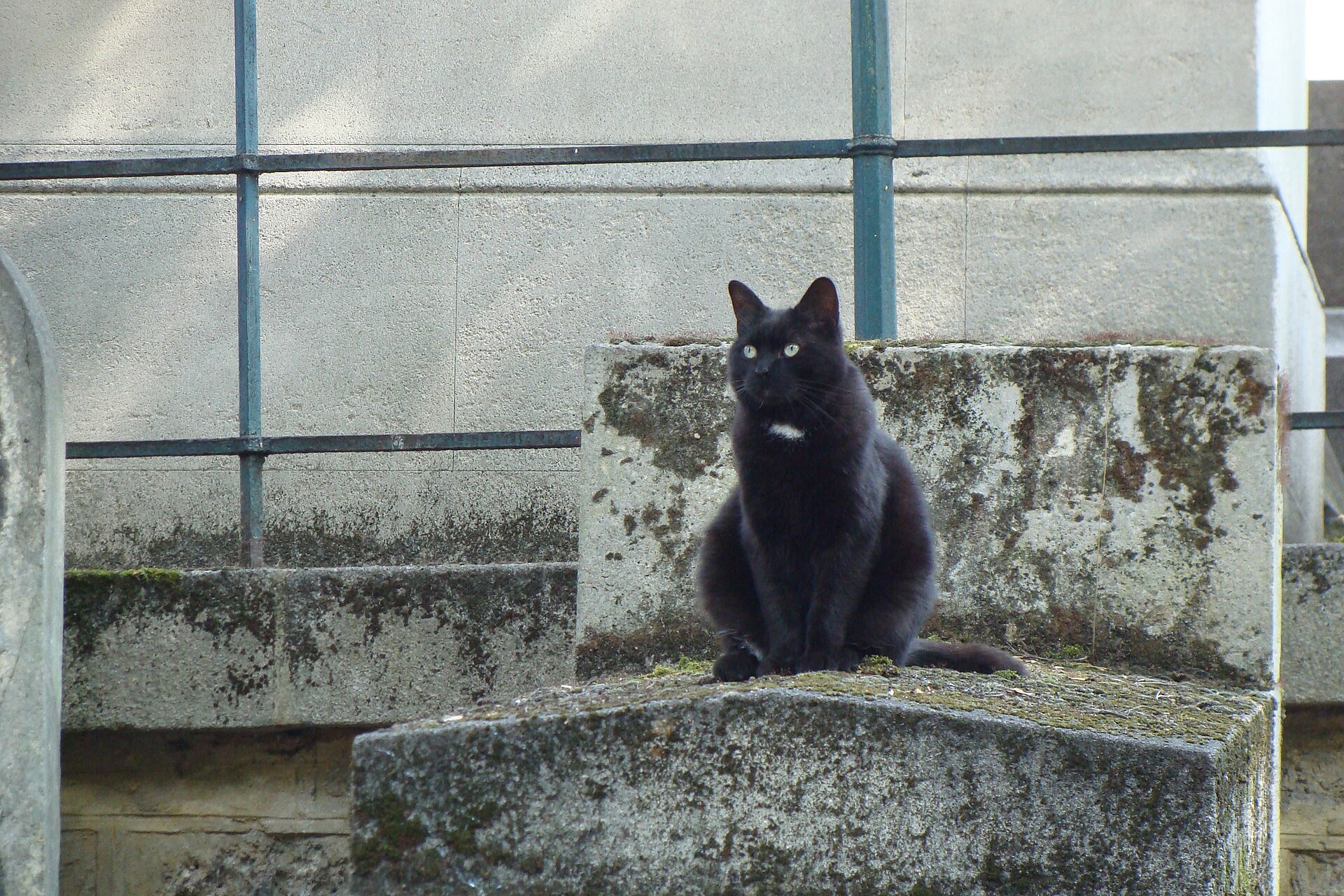 A black cat on a grave