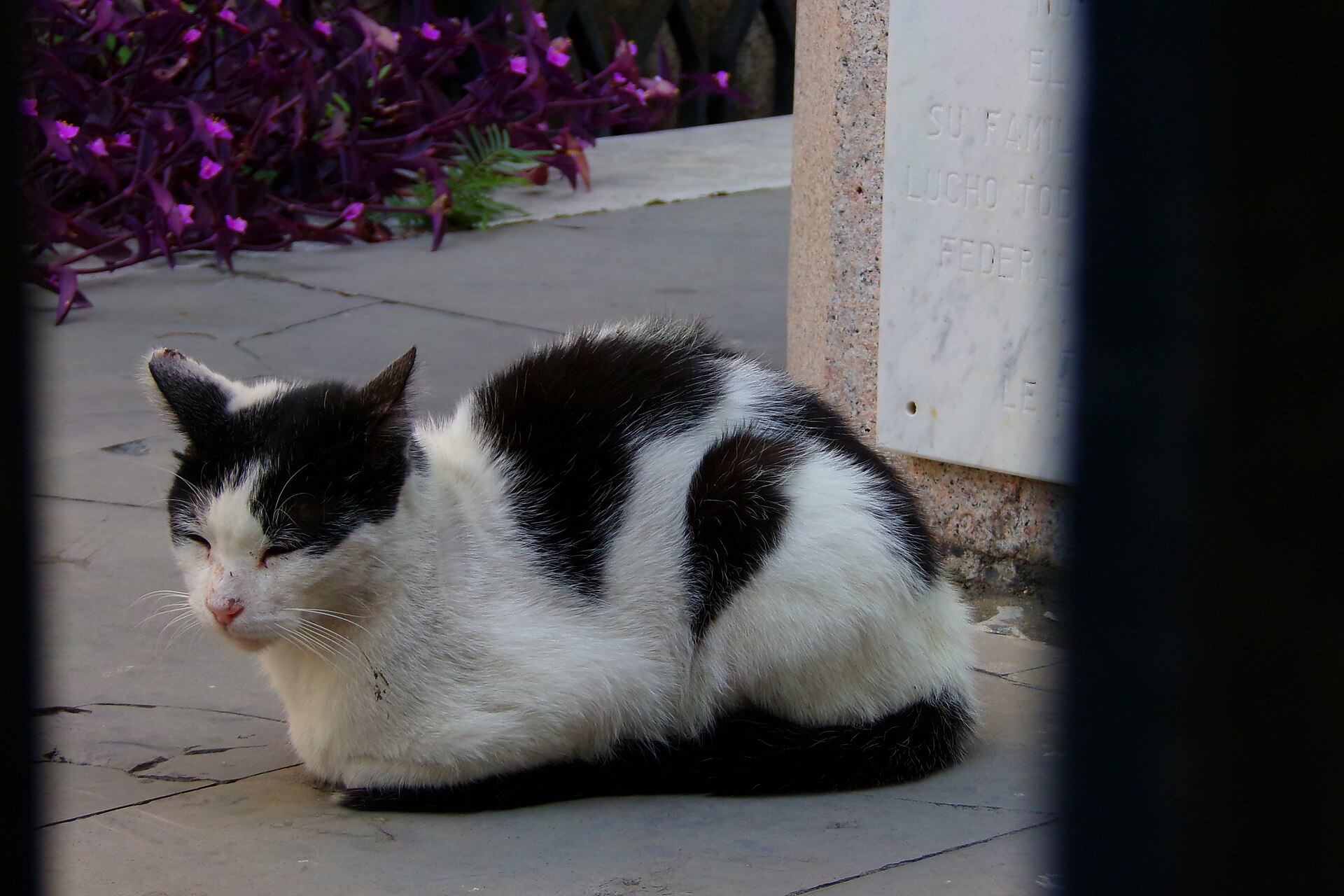 A cat among the mausoleums of Recoleta