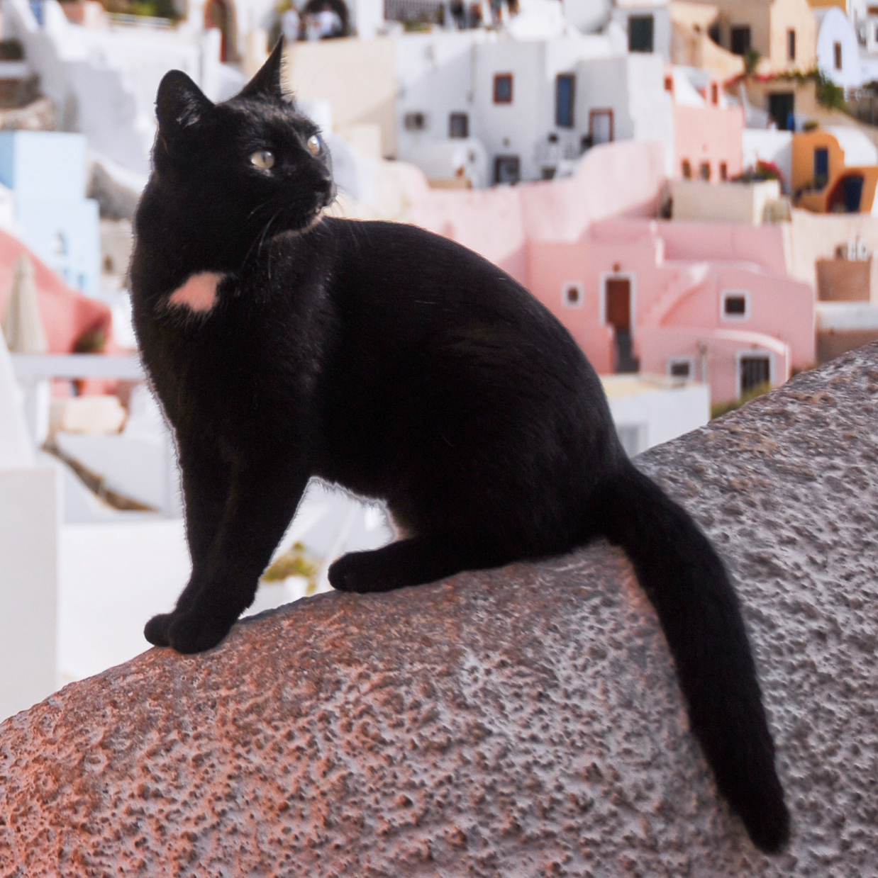 A black cat on a wall above the caldera at Firostefani, Santorini