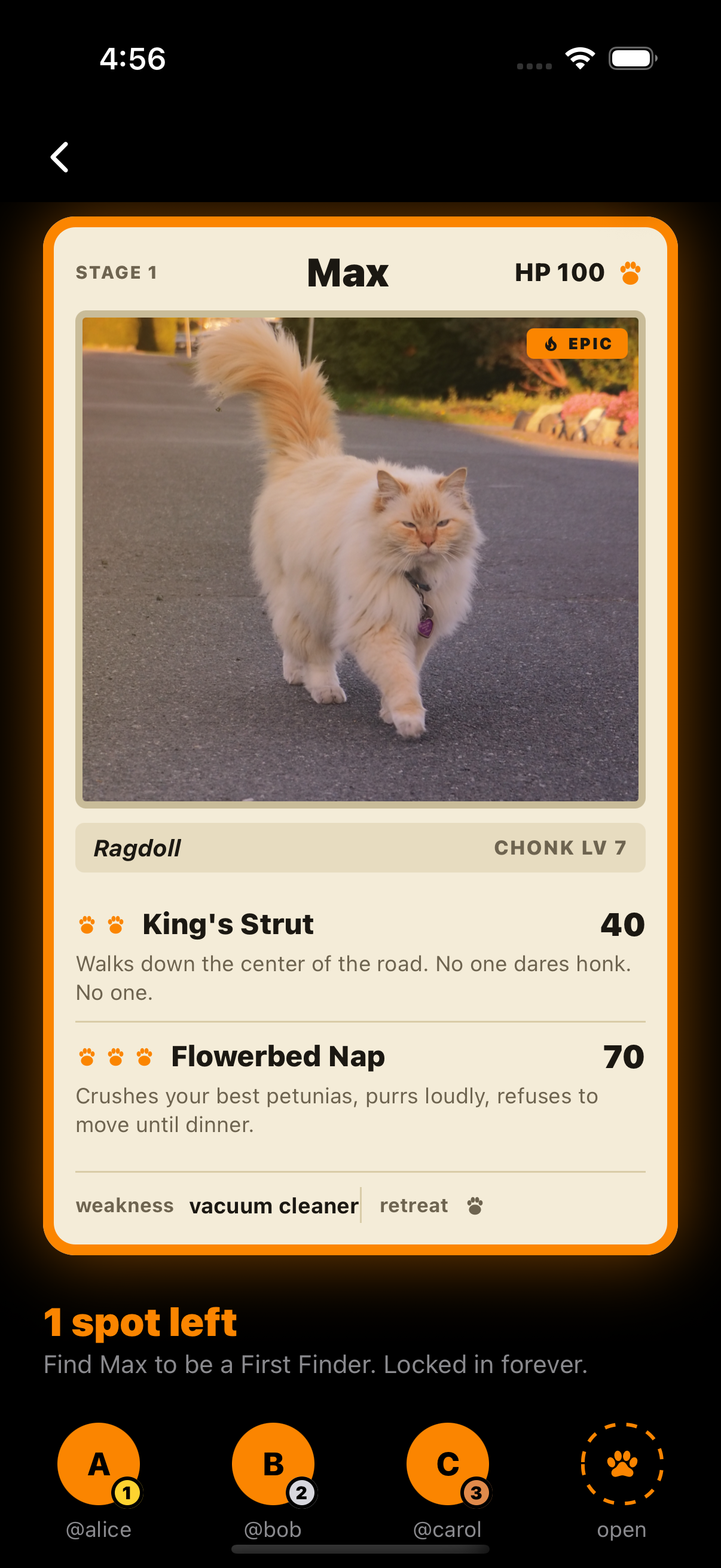 A trading card for Max, a ragdoll who is king of his street